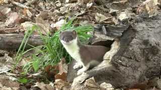 Large weasel Hermelincatches a mouse [upl. by Raama125]