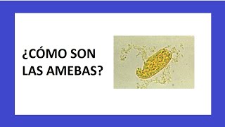 Las AMEBAS  Microbiología [upl. by Haeckel]