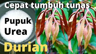 Durian cepat tumbuh tunas dengan pupuk urea [upl. by Enomahs]