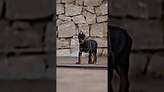 Powerful Doberman Transformation From Pup to Protector  Doberman Dog  Doberman Police [upl. by Aiekram]