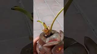 merawat bonsai kelapa [upl. by Carry]