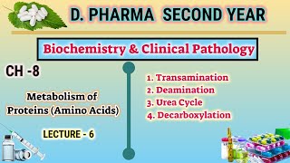 Protein metabolism  CH8  L6  Biochemistry Amino acid metabolism  DPharm second year [upl. by Valenta40]