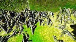 Incredible yabby phenomenon yabbies on the march We rescued 100s of trapped yabbies [upl. by Edmee865]