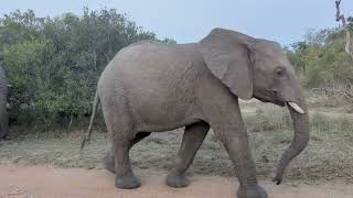 Moditlo River Lodge Elephants [upl. by Nel798]