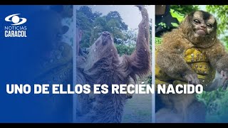 Tres animales silvestres fueron rescatados por autoridades en La Tebaida Quindío [upl. by Anidnamra101]