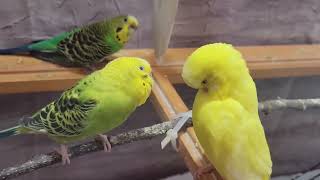 11 Hr Help Quiet Parakeets Sing by Playing This Cute Budgies Chirping Reduce Stress of lonely Bird [upl. by Berner776]