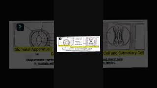 Stomatal Apparatus  Subsidiary Cell  Guard Cell  Stomatal Pore [upl. by Atiugram]
