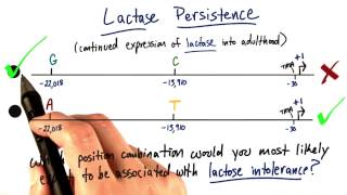 Lactase Persistence  Tales from the Genome [upl. by Llekcor]