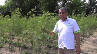 CFFRC Leucaena by Dr Ibraheem Alshareef [upl. by Rexanna]