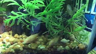 How NOT to Breed Albino Cory Catfish  The Reason I HATE Snails [upl. by Asiaj]