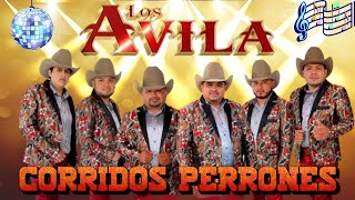 Lo Mejor De Los Avila 🎼 Los Avila Puros Corridos Perrones PaPistear 2024 ✅ [upl. by Lewis]