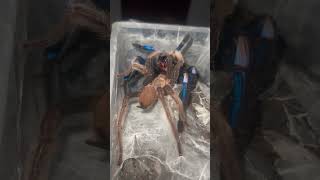 Breeding electric blue Tarantulas fyp tarantula [upl. by Hartzell]