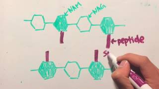 BLactam and Vancomycin Mechanisms [upl. by Dunc]