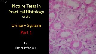 Picture tests in histology of the renal system 1 [upl. by Daven960]