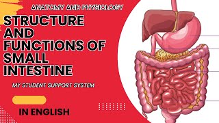 Structure and functions of SMALL INTESTINE  duodenum jejunum ilium  anatomy and physiology of GIT [upl. by Adyan]