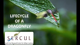 Life Cycle of a Dragonfly [upl. by Firestone]