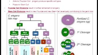 Lecture 5 C Elegans [upl. by Zennie]