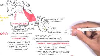 Anatomy  Middle Ear [upl. by Pinkham]