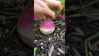 how to compost food waste and use the compost for gardening homecompost harvharvesting [upl. by Pavier506]