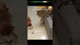 🔴 TENTE NÃO RIR  Animais Engraçados Ep291 🐾🐶😹 [upl. by Nalac]