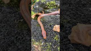 Freshly shed Baird’s rat snake bairdsratsnake pantherophisbairdi colubrid snake reptiles [upl. by Dam]