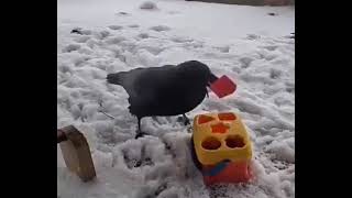 Operant responding in crow under basic schedules of food reinforcement [upl. by Eniamor605]