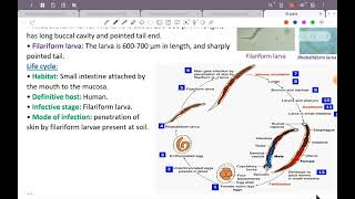 L6؛ ParaAncylostoma duodenal Strongyloides stercoralis TrichostrongylusGit 42 [upl. by Shani879]