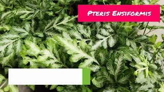 Pteris Ensiformis Fern  Pteris Ensiformis Tips amp Tricks  Pteris Ensiformis Care [upl. by Pauline]