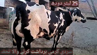 jersey gralndo cross cow for sale in Pakistan [upl. by Avon5]