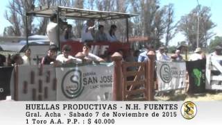 071115 Venta de Toros PP  Huellas Prod NH Fuentes  Gral Acha [upl. by Llednar670]