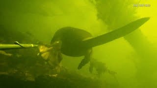 Подводная охота Летоосень2011ч2 SpearfishingЗаписки охотника [upl. by Deeraf]