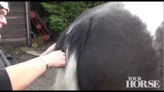 Tail trimming and thinning  Your Horse [upl. by Adiela]