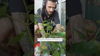 Trasplantando mi Peperomia Polybotrya 🌱plantadeinterior plantlover cuidadodeplantas peperomia [upl. by Pfaff207]