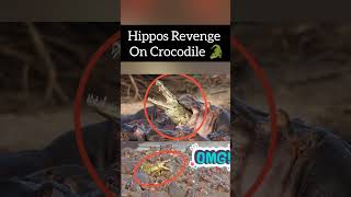 🦛 Hippos Revenge on 🐊crocodiles Babys Death Avenged ytshorts ytshort viralvideo [upl. by Gaillard]