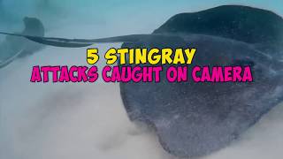 5 Stingray Attacks Caught On Camera amp Spotted In Real Life [upl. by Ailak]