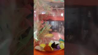 fishies moreviews ytshorts youtubevideo trending [upl. by Agle493]