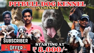 Pitbull Dogs for sale  Puppy for Sale  Dog Kennel visit pitbullamerican [upl. by Elroy]