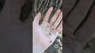 Spotting a Group of Harvestmen or Daddy Long Legs [upl. by Ilojne]