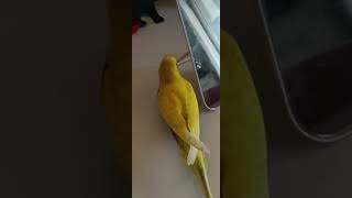 BOBI birds budgie parrot funny pets budgies tigrice cute balkan [upl. by Hime]