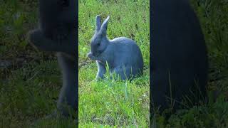 Rabbit Sounds  Blue Rabbit [upl. by Erie]