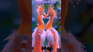 Amazing AI Bird beautiful reaction birdsbirdwatching wildlife natureanimals shortsfeed aiart [upl. by Jagir]