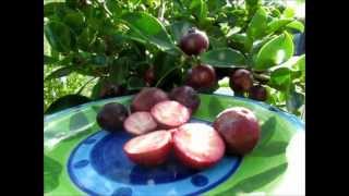 Red Cherry Guavas  A Review [upl. by Iggie]