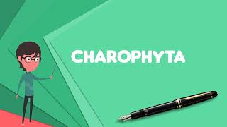 What is Charophyta Explain Charophyta Define Charophyta Meaning of Charophyta [upl. by Jowett]