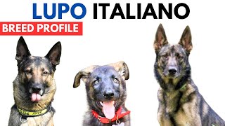 Lupo Italiano Breed Profile History  Price  Traits Italian Wolfdog Grooming Needs  Lifespan [upl. by Nofets]