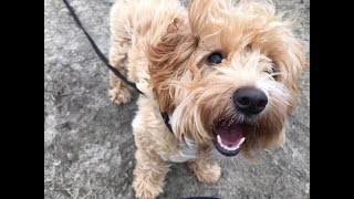 Willow  6 month old Cavapoo puppy  3 Weeks Residential Dog Training [upl. by Han]