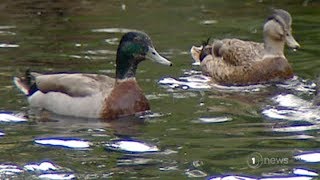 Deadly disease ravaging duck populations because of what people are feeding them [upl. by Hayifas]