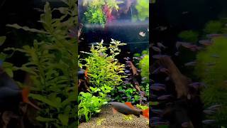 My Fishes Love it This Food 😍 thefishyzone boltz tubifexworms [upl. by Hobart]