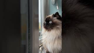 30 seconds of Penelope watching out of the window Fluff gently moving in the wind [upl. by Rurik]