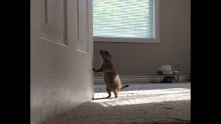 Prairie dog popcorn is wary of wolfdog [upl. by Enelloc]