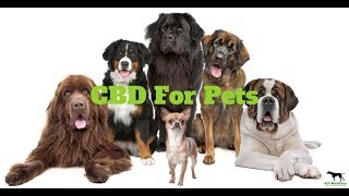 CBD For Pets Buyers Guide to Choosing a Quality CBD for Your Dog [upl. by Yaakov]